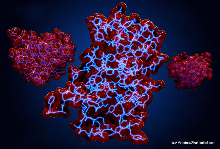 insulin molecule